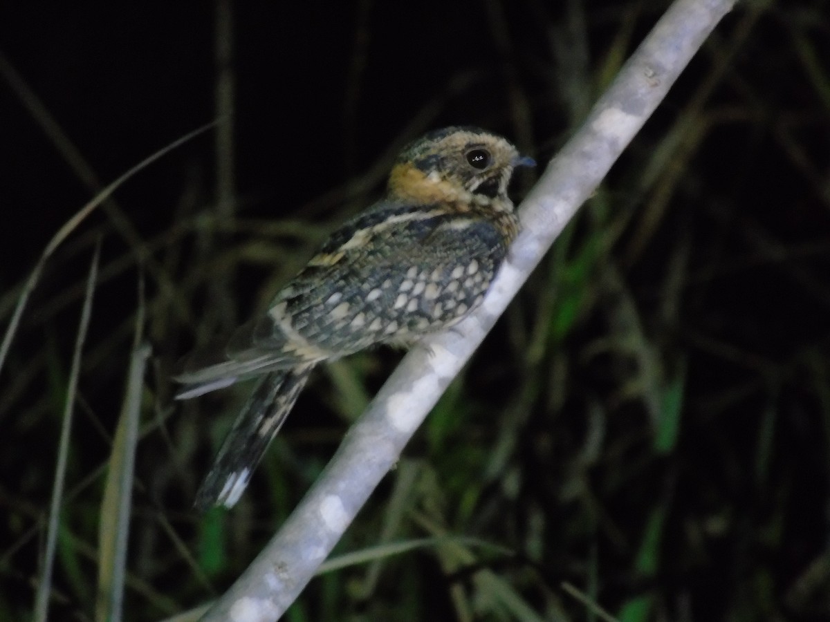 Spot-tailed Nightjar - WILLIAM MACIEL