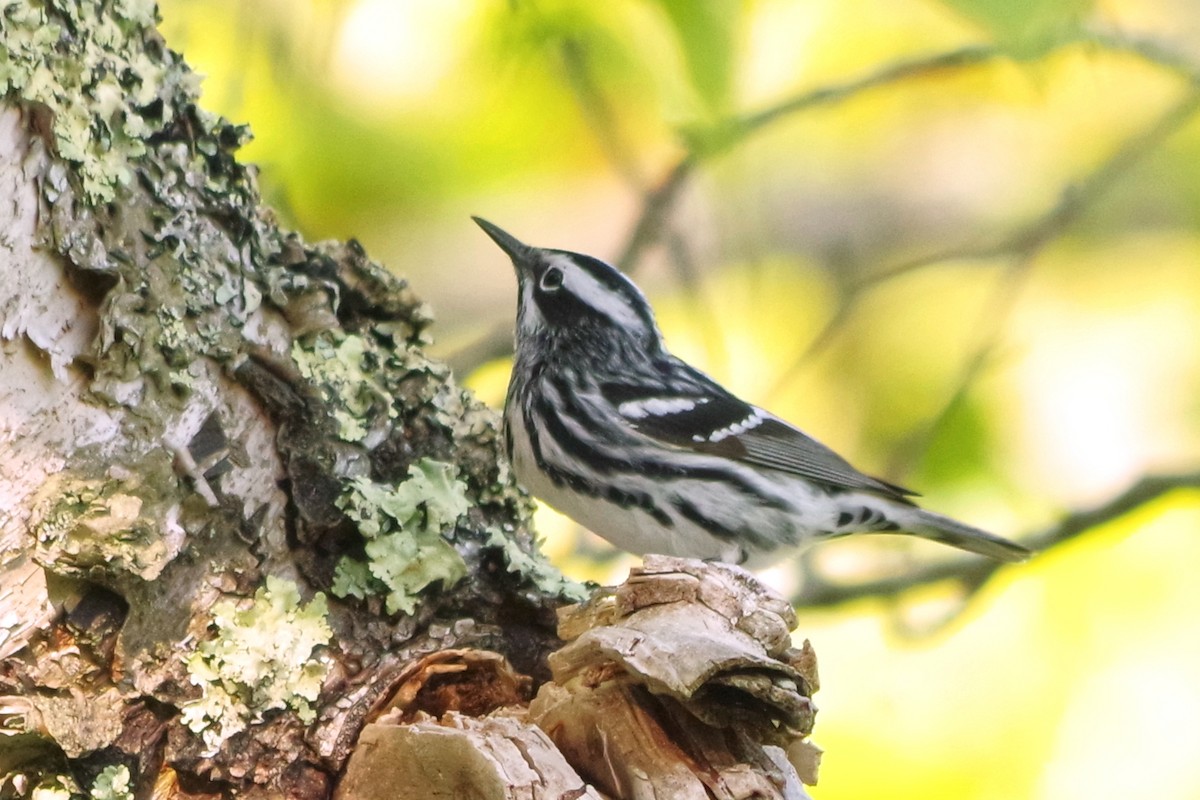 Black-and-white Warbler - ML342478231