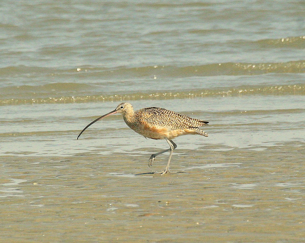 Long-billed Curlew - ML342483761