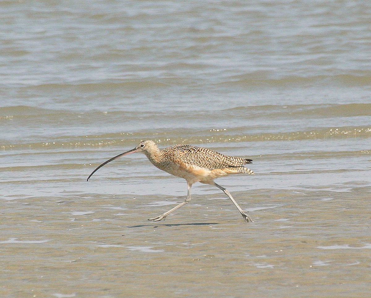 Long-billed Curlew - ML342483891