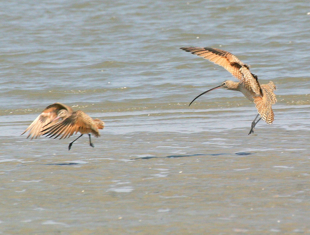 Long-billed Curlew - ML342484021