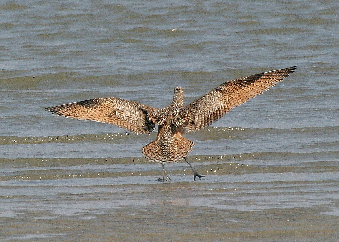 Long-billed Curlew - ML342484171