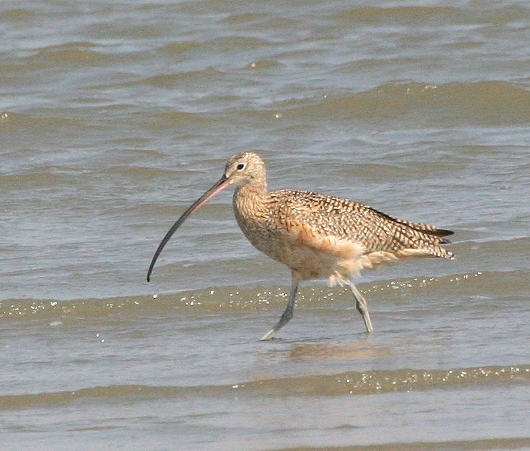 Long-billed Curlew - ML342484221