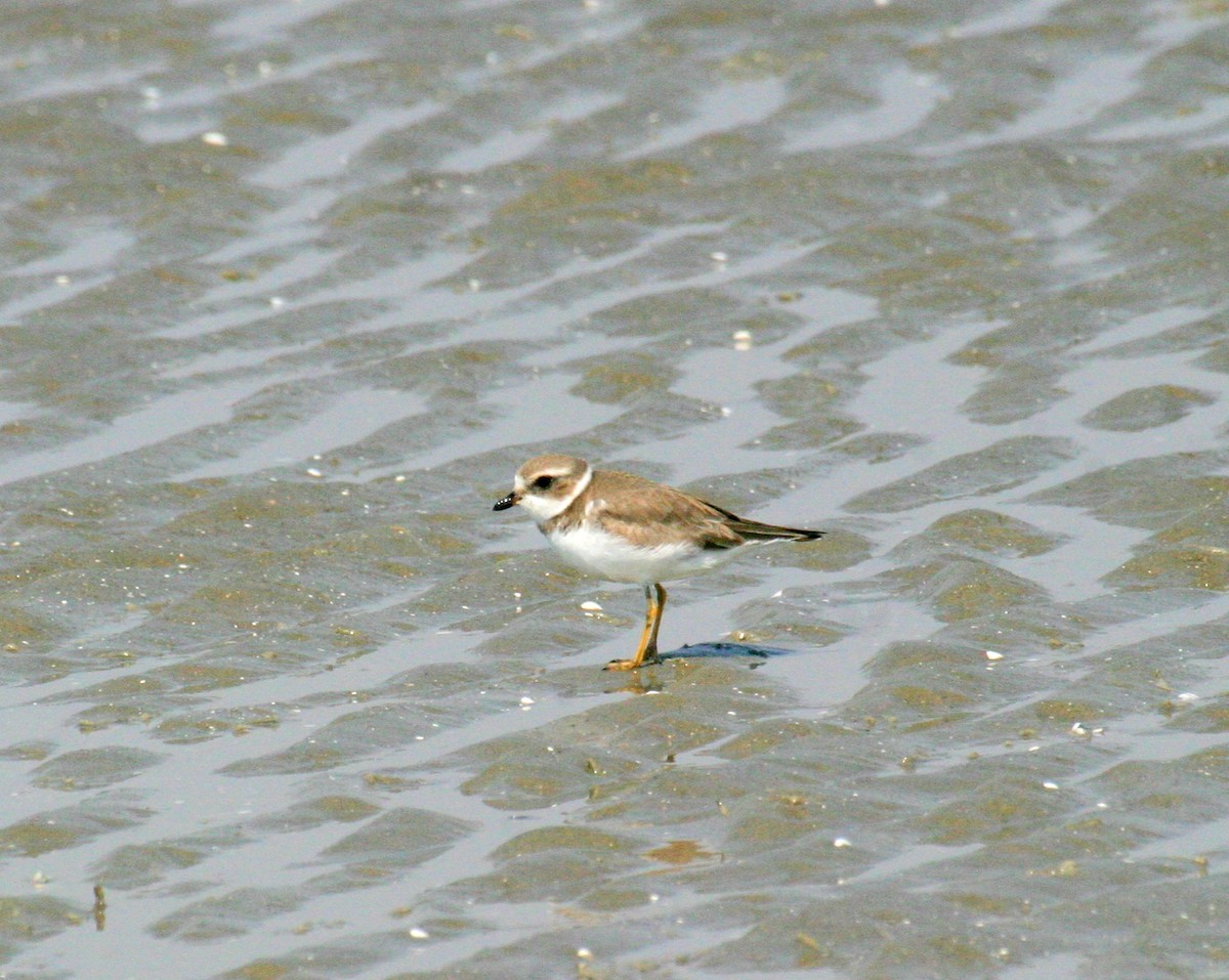 Semipalmated Plover - Pierre Howard