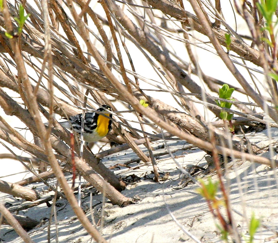 Yellow-throated Warbler - Pierre Howard