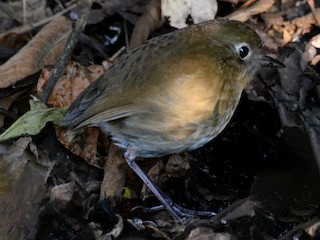  - Perija Antpitta