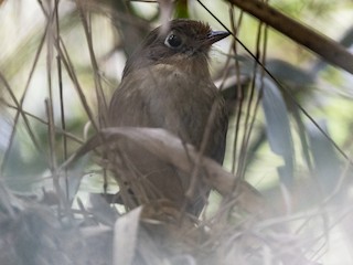  - Perija Antpitta