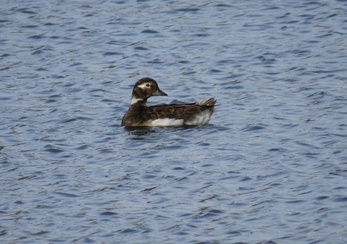 Long-tailed Duck - ML34249871