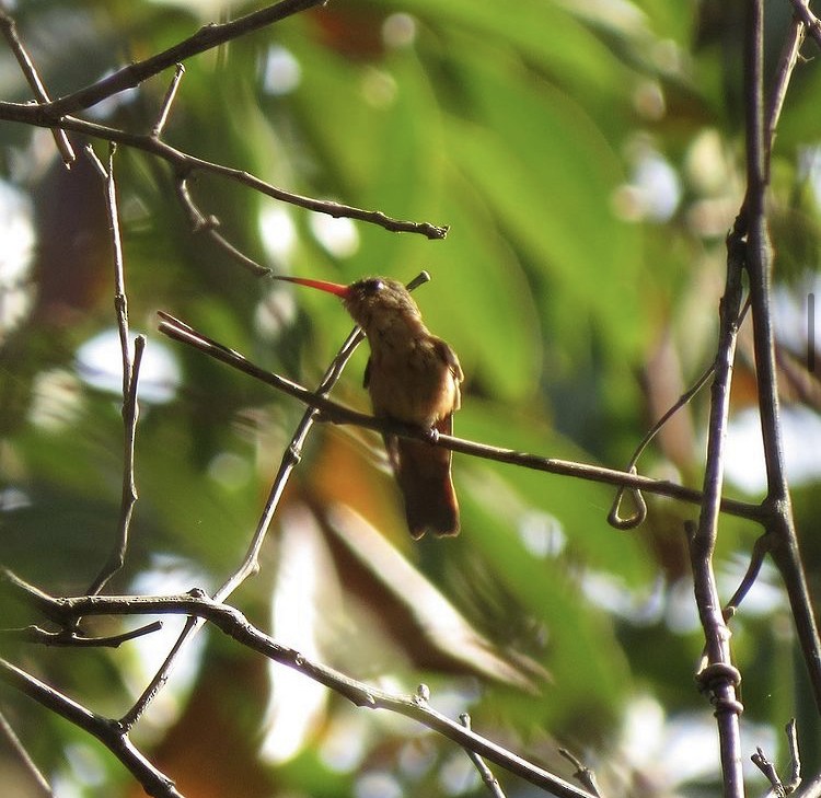 Cinnamon Hummingbird - ML342504181