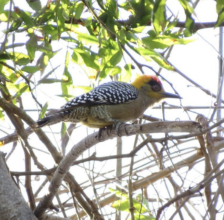 Golden-cheeked Woodpecker - ML342504571