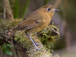  - Bolivian Antpitta