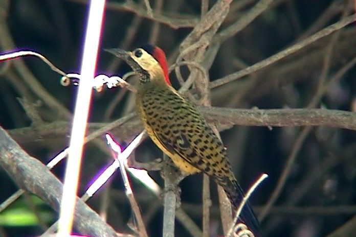 Spot-breasted Woodpecker - ML342508161