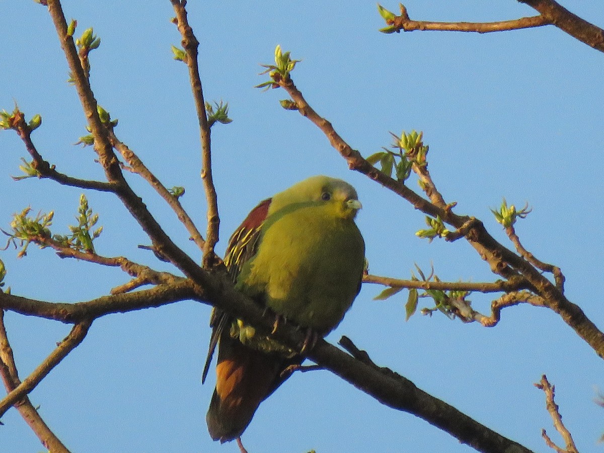Gray-fronted Green-Pigeon - ML342511271