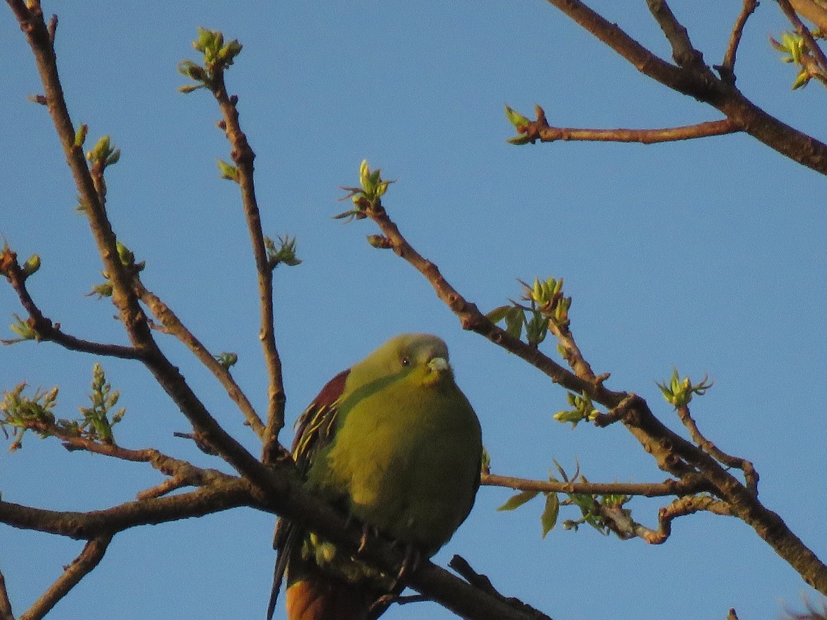Gray-fronted Green-Pigeon - ML342511311