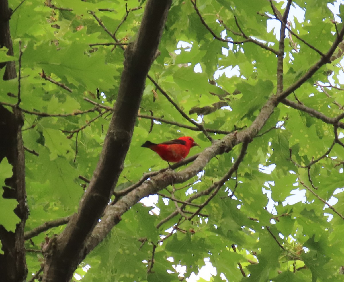 Scarlet Tanager - ML342512791