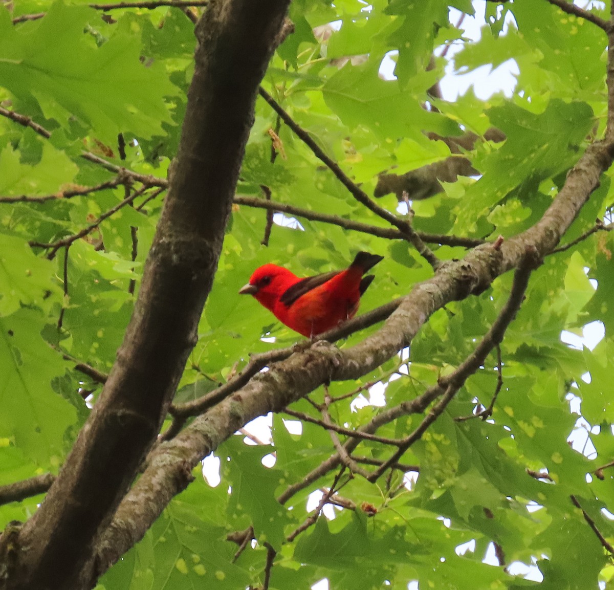 Scarlet Tanager - ML342512801