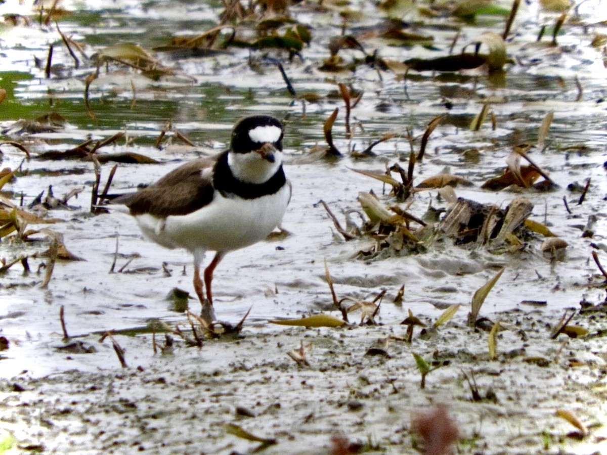 Semipalmated Plover - ML342512811