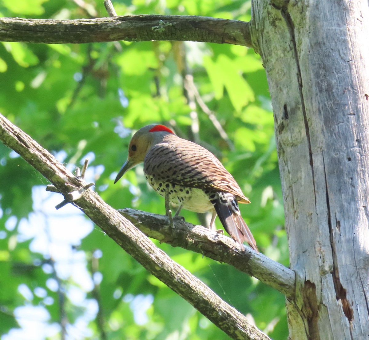 Northern Flicker (Yellow-shafted) - ML342513641