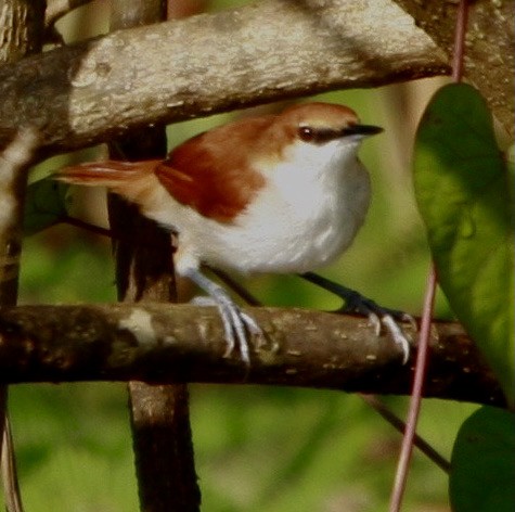 Red-and-white Spinetail - ML342513951
