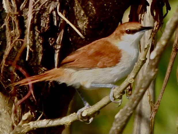 Red-and-white Spinetail - Connie Lintz