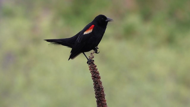 Red-winged Blackbird - ML342515391