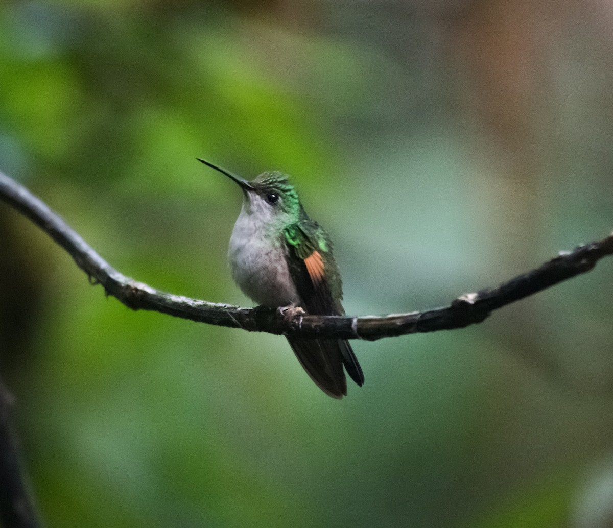 Stripe-tailed Hummingbird - ML342515711