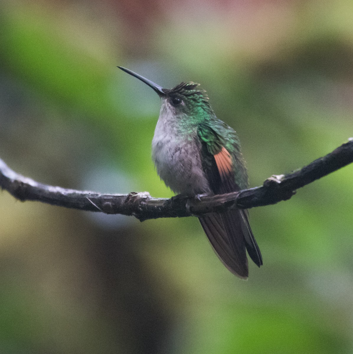 Stripe-tailed Hummingbird - ML342515811