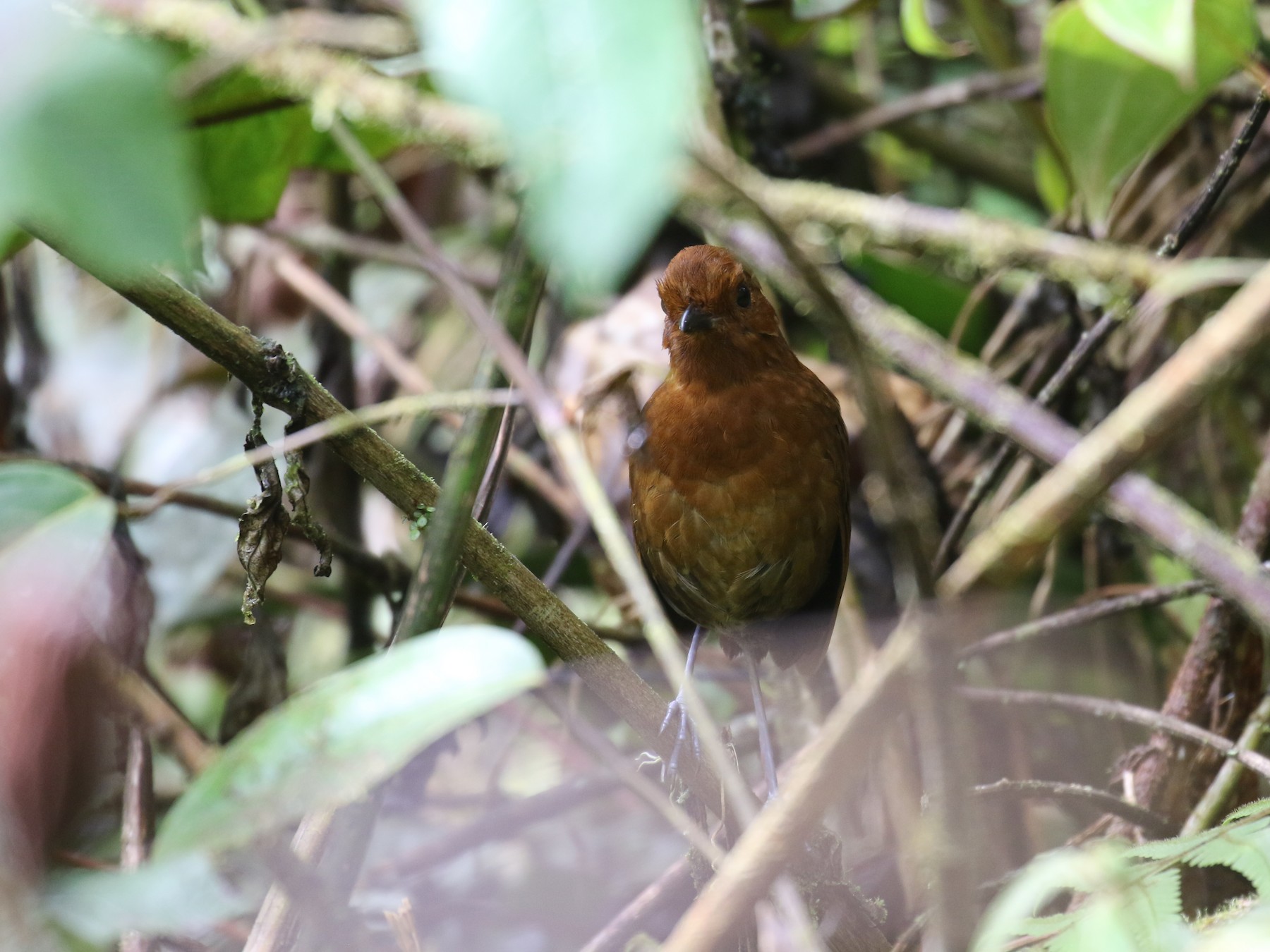 Chami Antpitta - Fabrice Schmitt