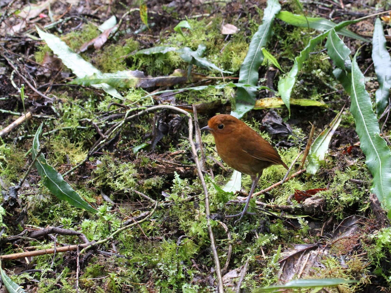 Equatorial Antpitta - karyl gabriel