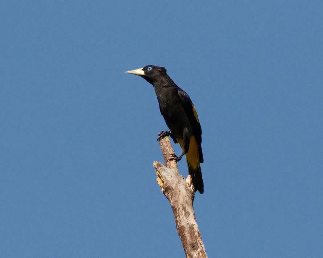Yellow-rumped Cacique (Amazonian) - ML342519921