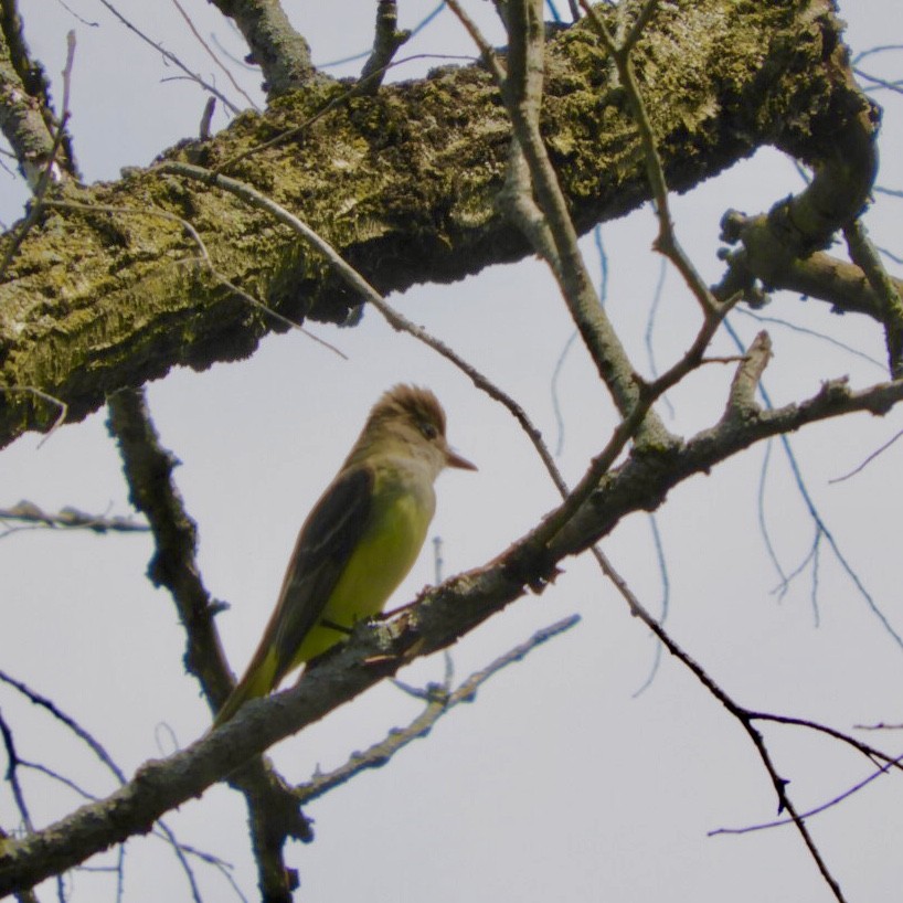 Great Crested Flycatcher - Lois Rockhill