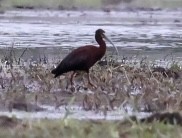 ibis americký - ML342525071