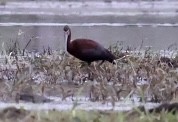 ibis americký - ML342525081