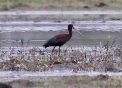 ibis americký - ML342525101