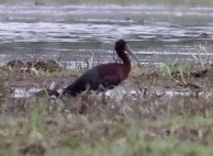 ibis americký - ML342525131