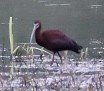 ibis americký - ML342525141