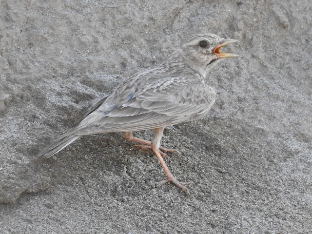 Showing plumage wear - Sand Lark - 