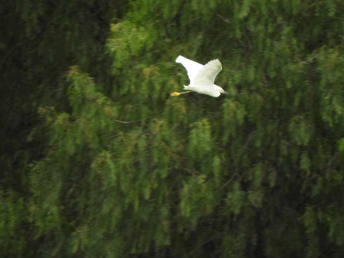Snowy Egret - sapiens mx