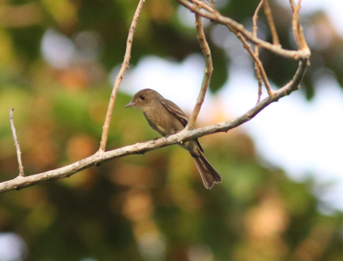 Northern Tropical Pewee - Amy McAndrews