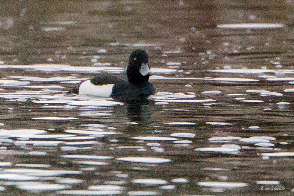 Tufted Duck - ML342533371