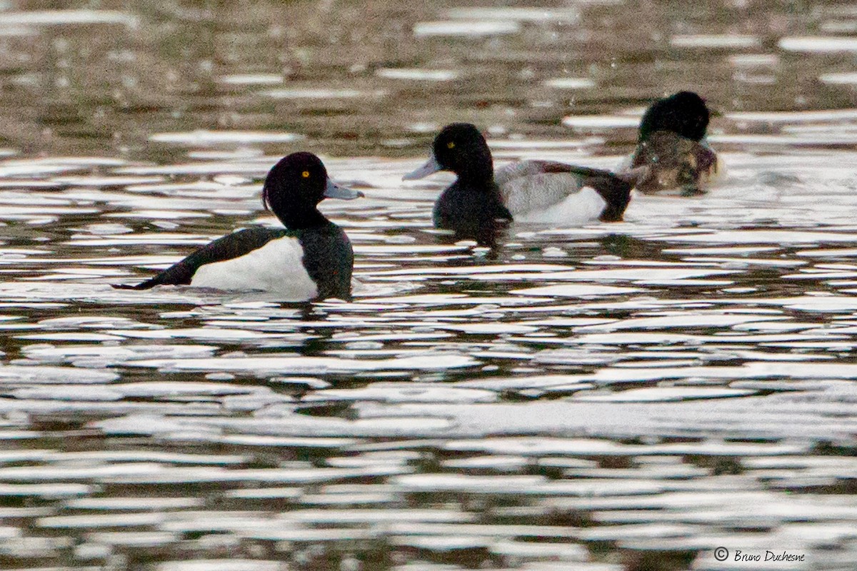 Tufted Duck - ML342533381