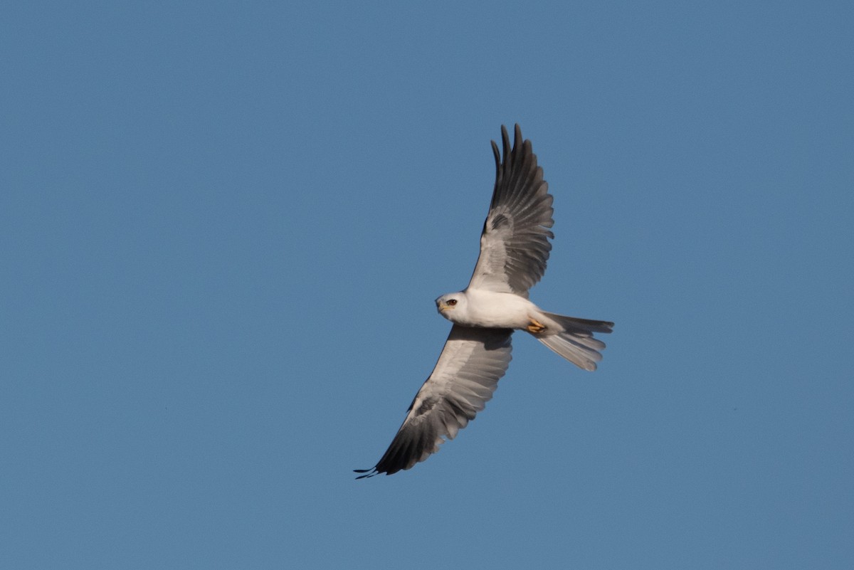 White-tailed Kite - ML342535911