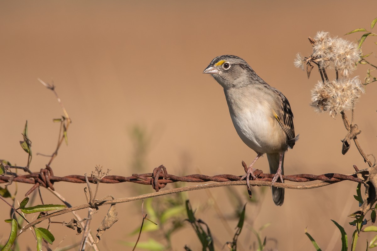 Grassland Sparrow - ML342537981