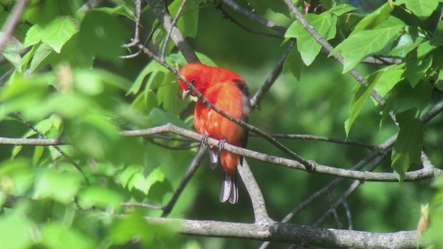 Scarlet Tanager - ML342541471