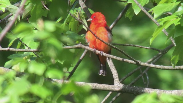 Scarlet Tanager - ML342541491