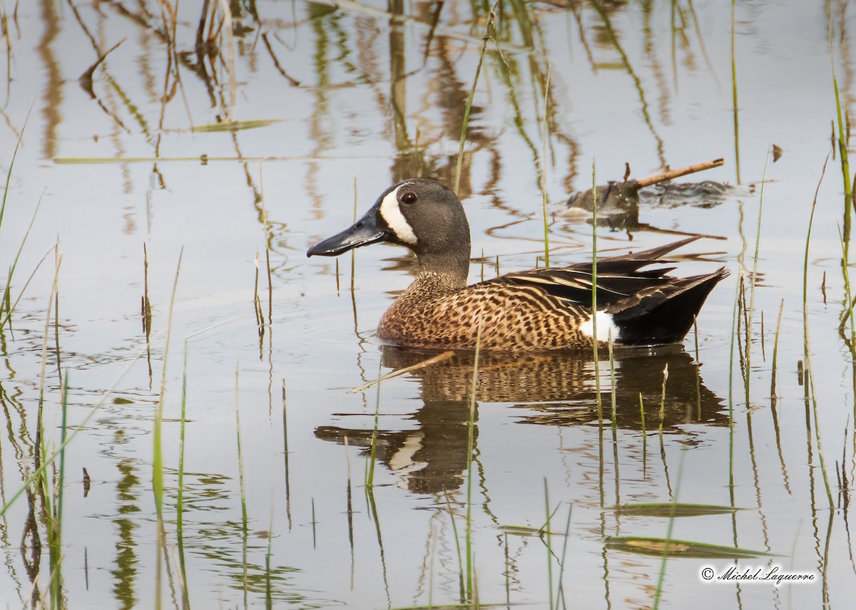 Blue-winged Teal - Michel Laquerre