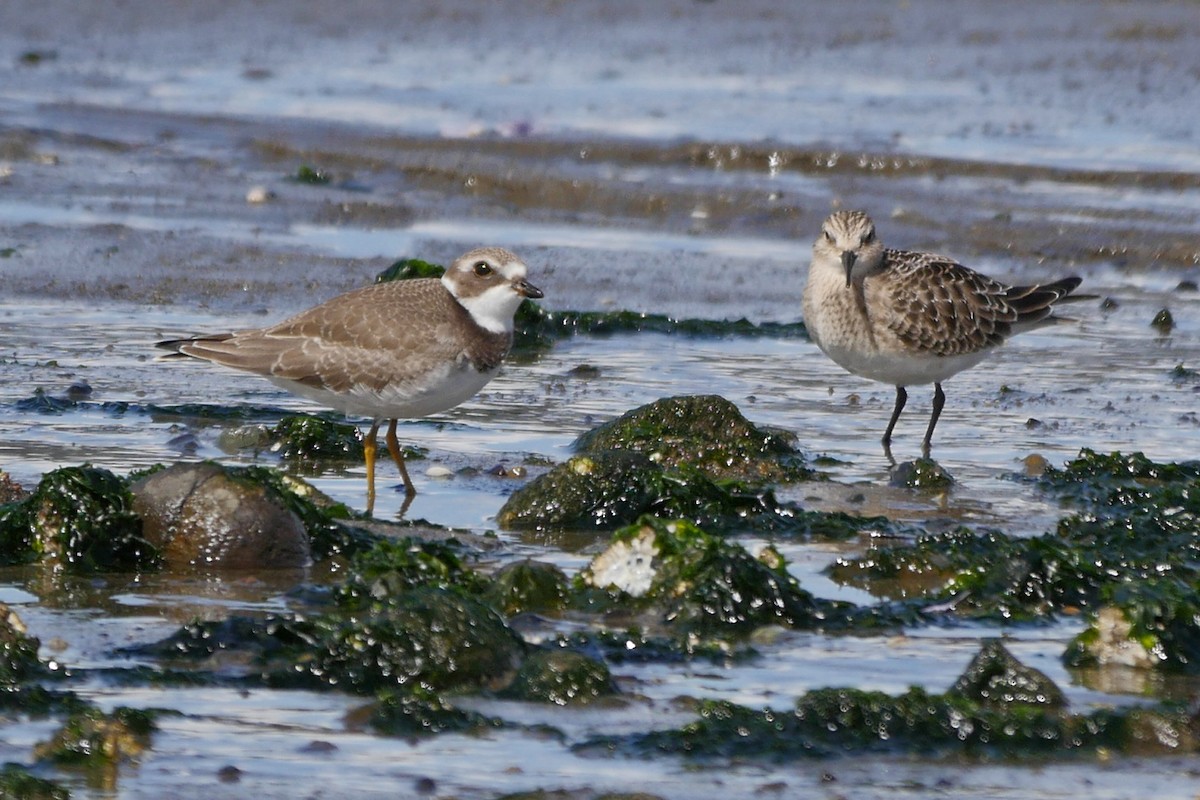 Semipalmated Plover - ML34254741