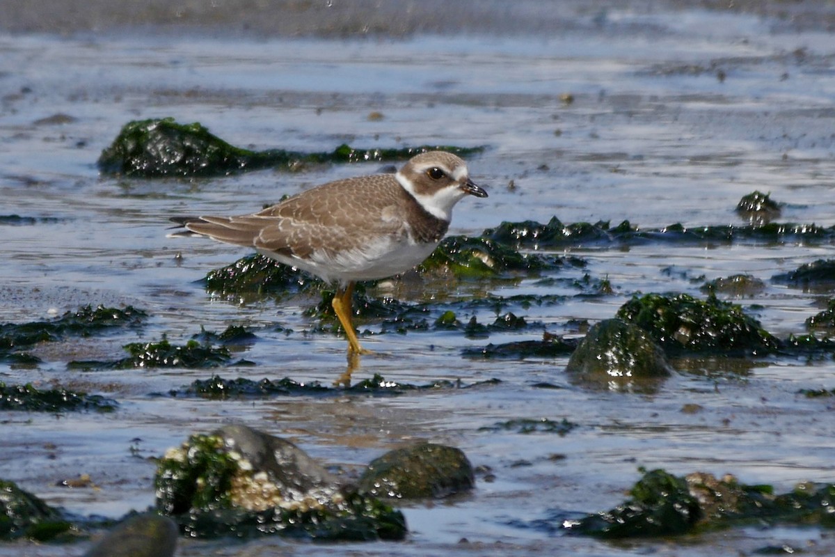 Semipalmated Plover - ML34254751