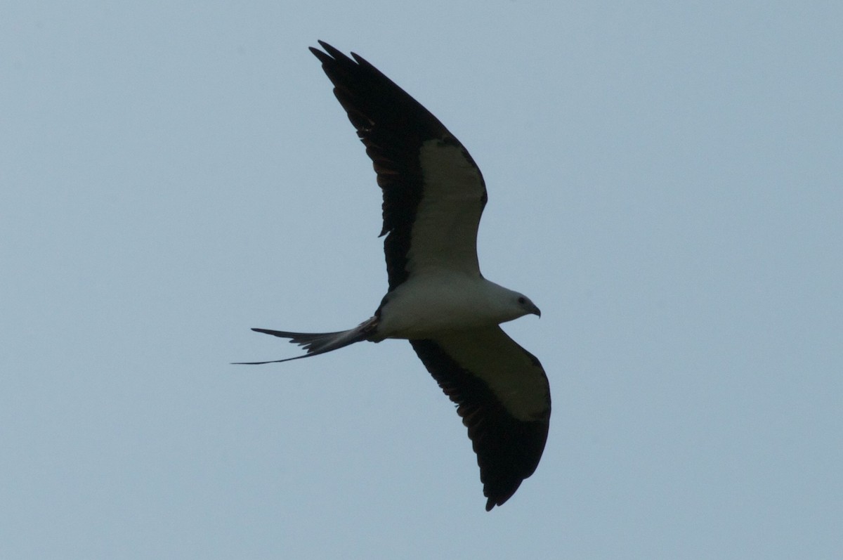 Swallow-tailed Kite - ML34254781