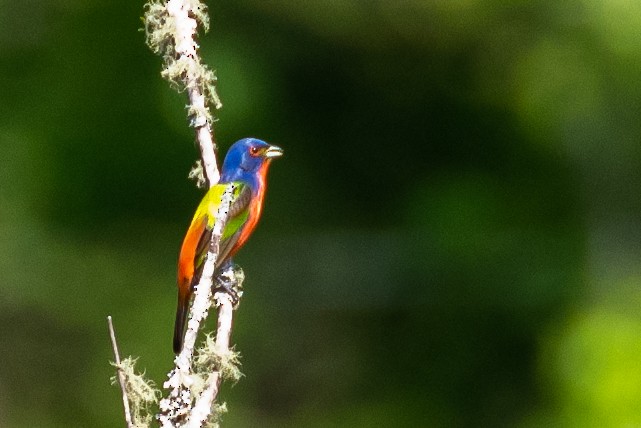 Painted Bunting - ML342557021